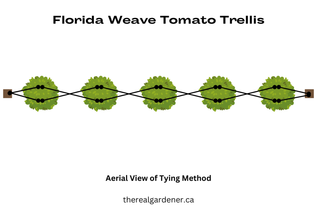 aerial view of tying method for florida weave tomato trellis