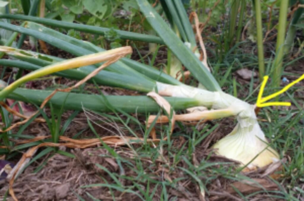 wait for the onions' neck to break before harvesting them