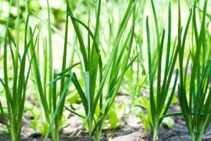 how to grow onions