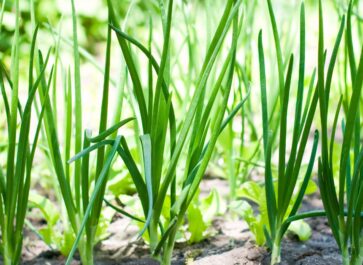 how to grow onions