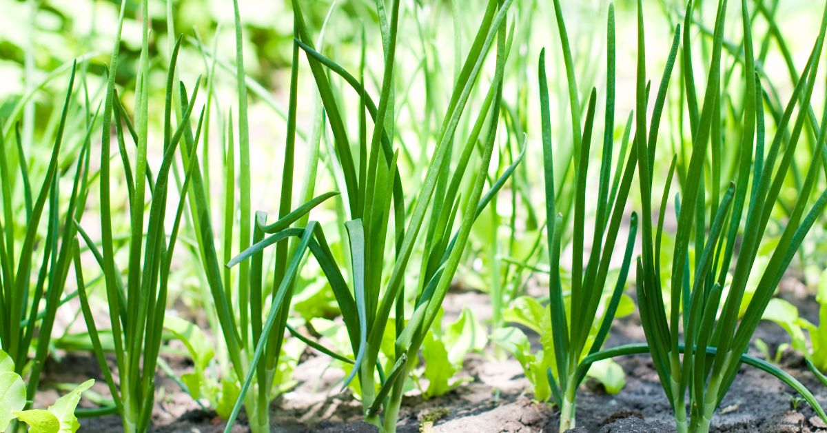 how to grow onions