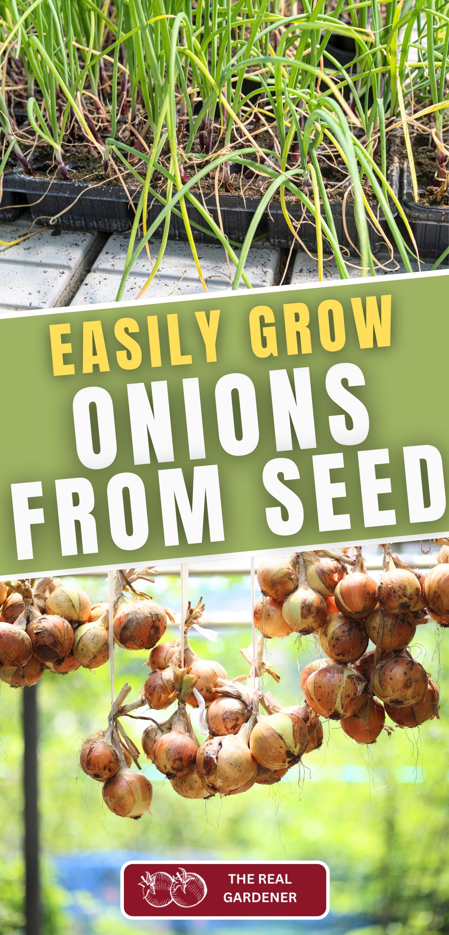 easily grow onions from seed