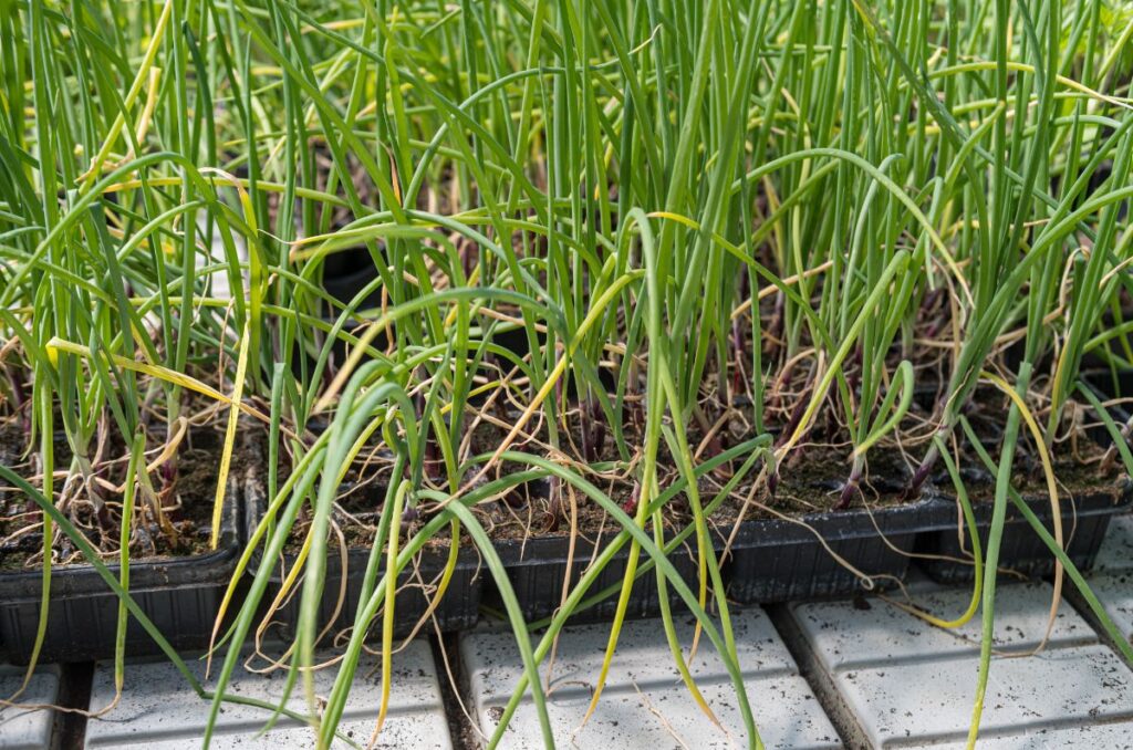 onion seedlings in trays grown indoors