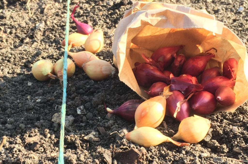 onion sets on the soil ready to be planted