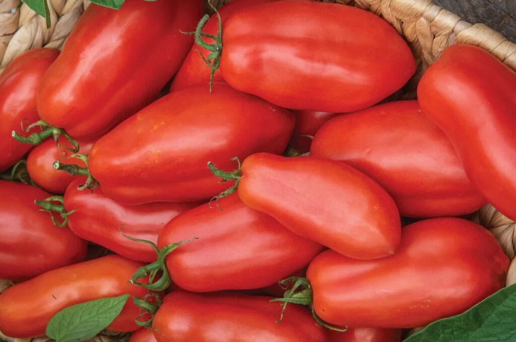 indeterminate san marzano tomato 