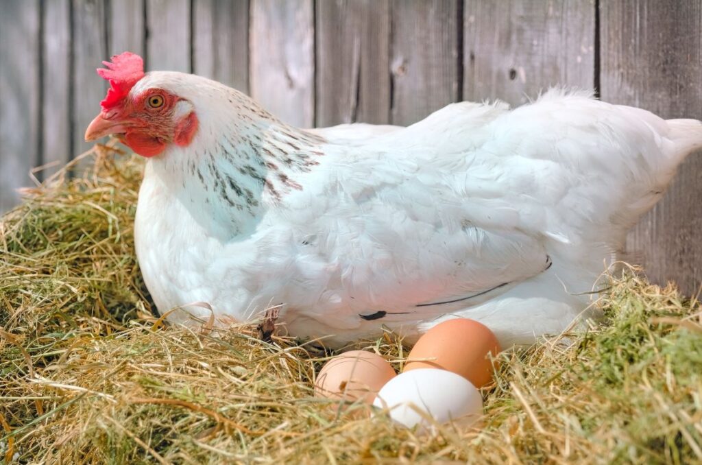 sawdust animal bedding