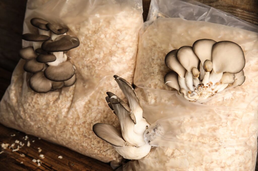 using sawdust to grow mushrooms