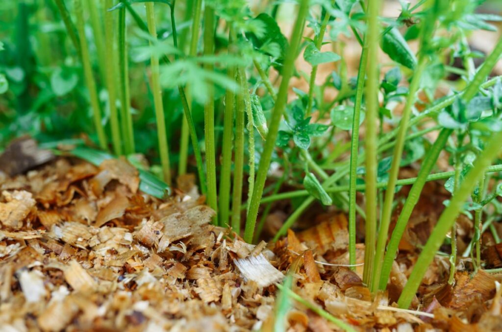 using sawdust as mulch