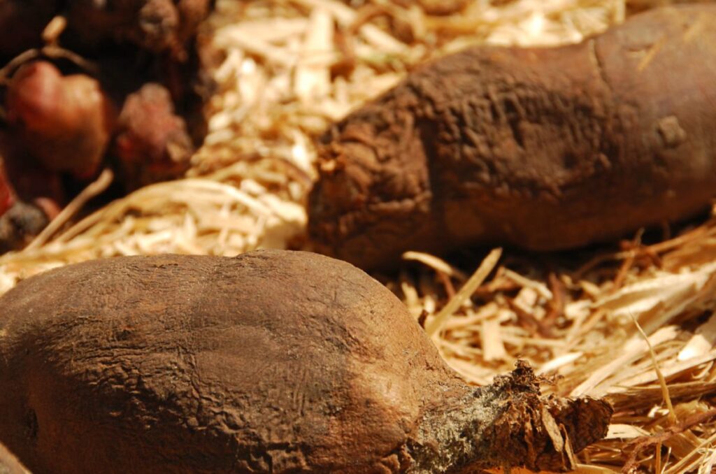 storing vegetables in sawdust