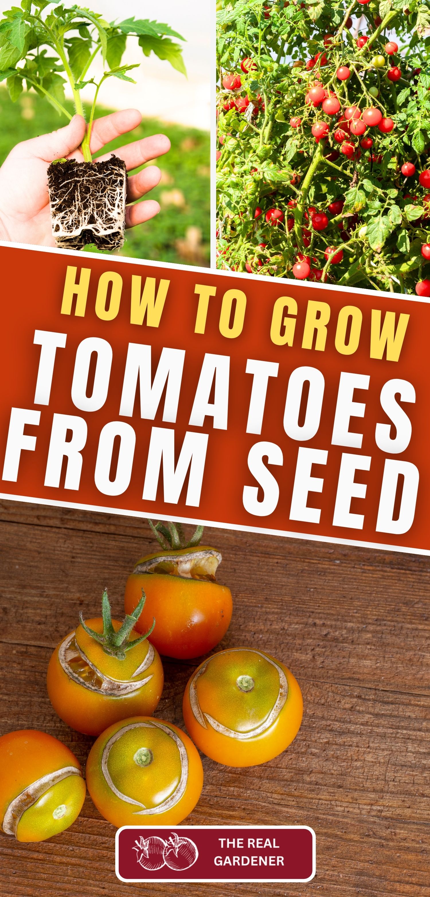 how to grow tomatoes from seed