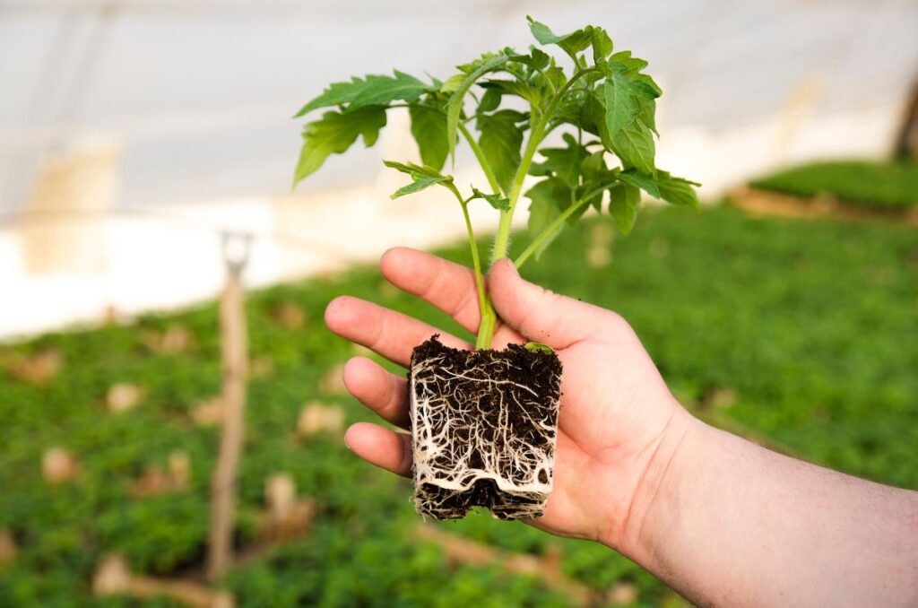 tomato seedling ready to be planted outside