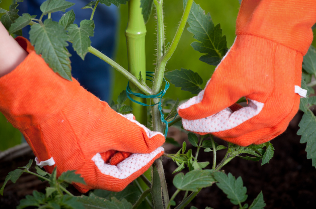 staking tomato plants in the vegetable garden