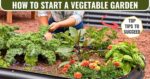 how to start a vegetable garden