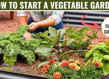 how to start a vegetable garden