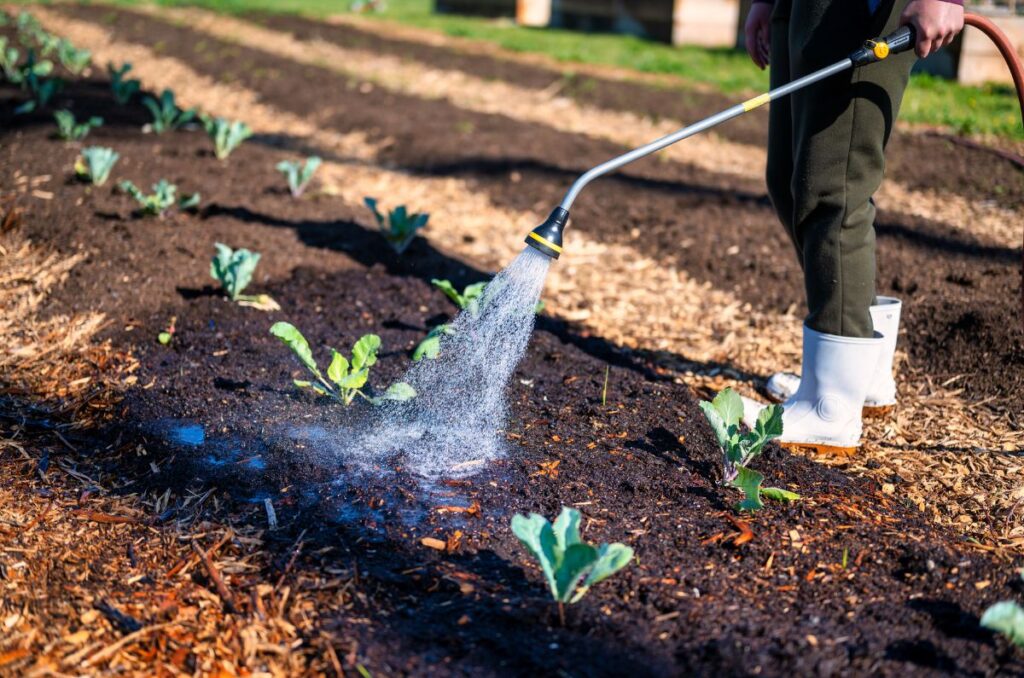 using a hose to water vegetables