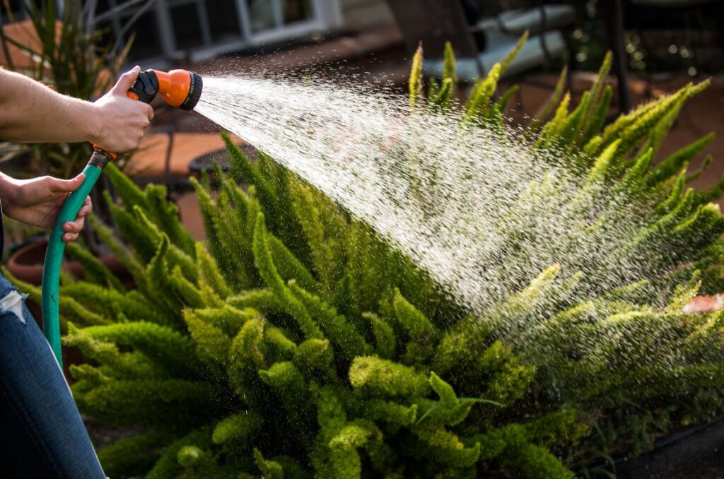 using a hose to water the leaves of a plant