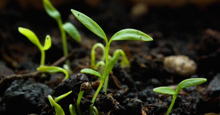 why are my seeds not germinating