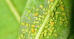 get rid of aphids