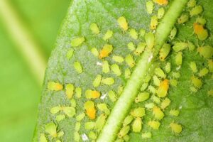 get rid of aphids