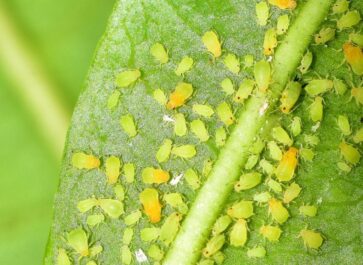 get rid of aphids