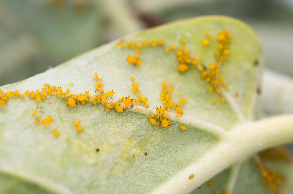 aphids on the underside of a leaf