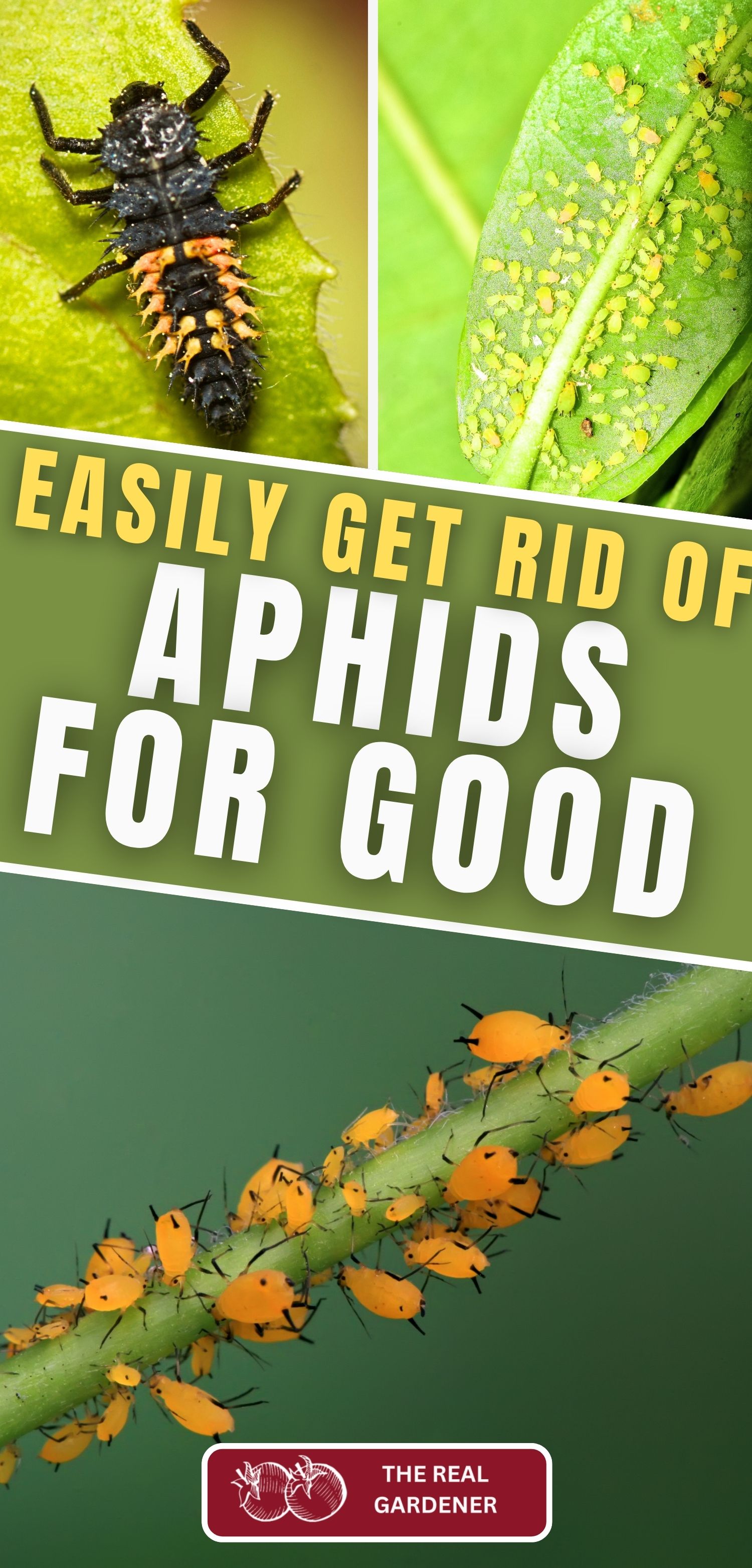 easily get rid of aphids for good