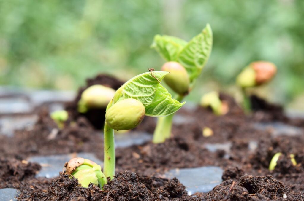 bean seedlings get eaten by slugs