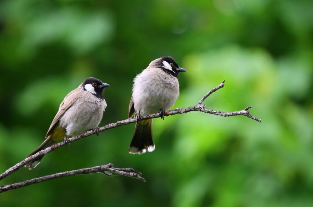 birds eat slugs and deter slugs