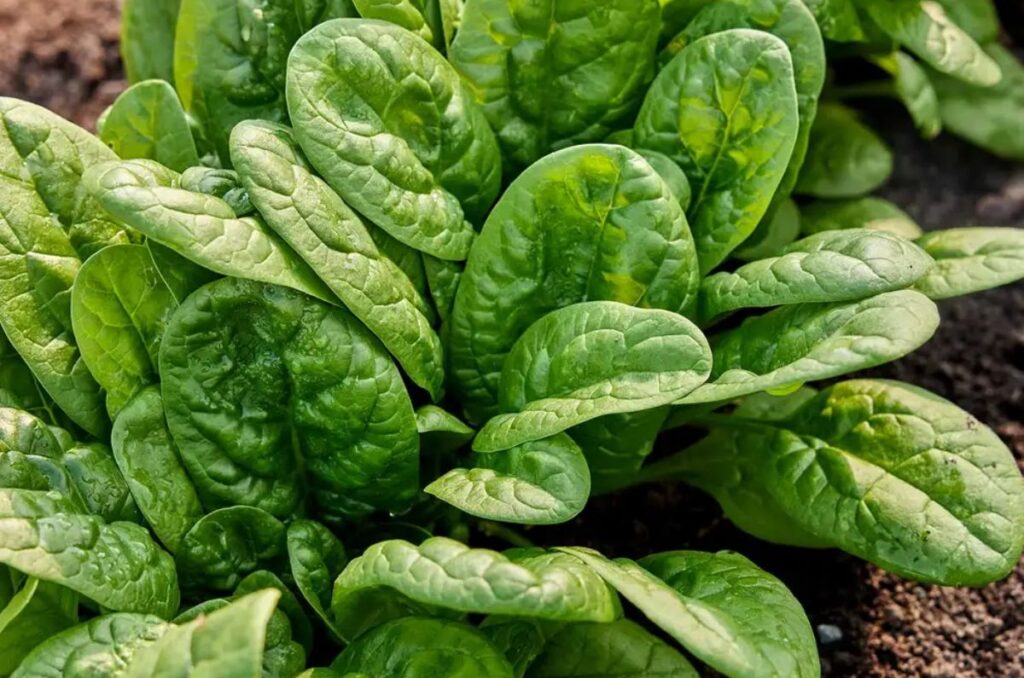 bloomsdale long standing spinach variety