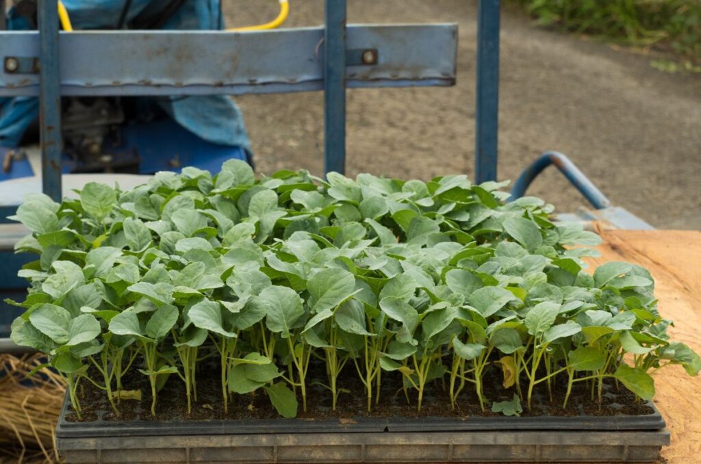 hardening off broccoli seedlings