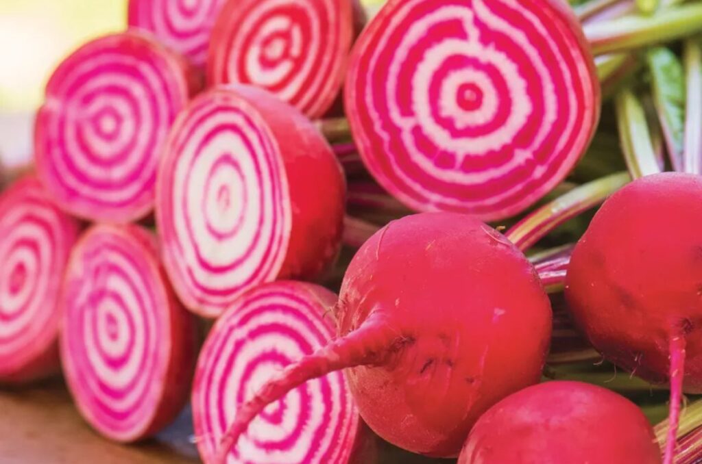 chioggia beet variety