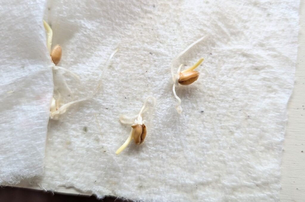 seeds that have been cold stratified on a wet paper towel in the fridge