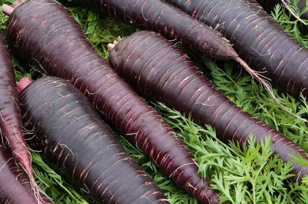 deep purple hybrid carrot variety