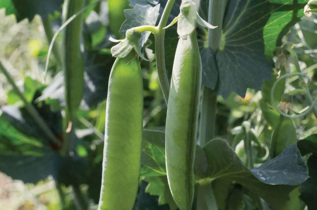 easy peasy pea variety