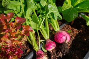 fast growing vegetables radishes, lettuce, and leafy greens growing in the garden