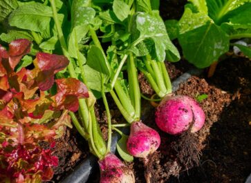 fast growing vegetables radishes, lettuce, and leafy greens growing in the garden