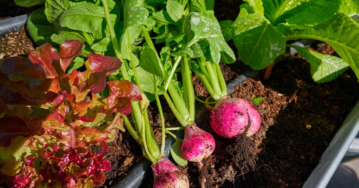 fast growing vegetables radishes, lettuce, and leafy greens growing in the garden