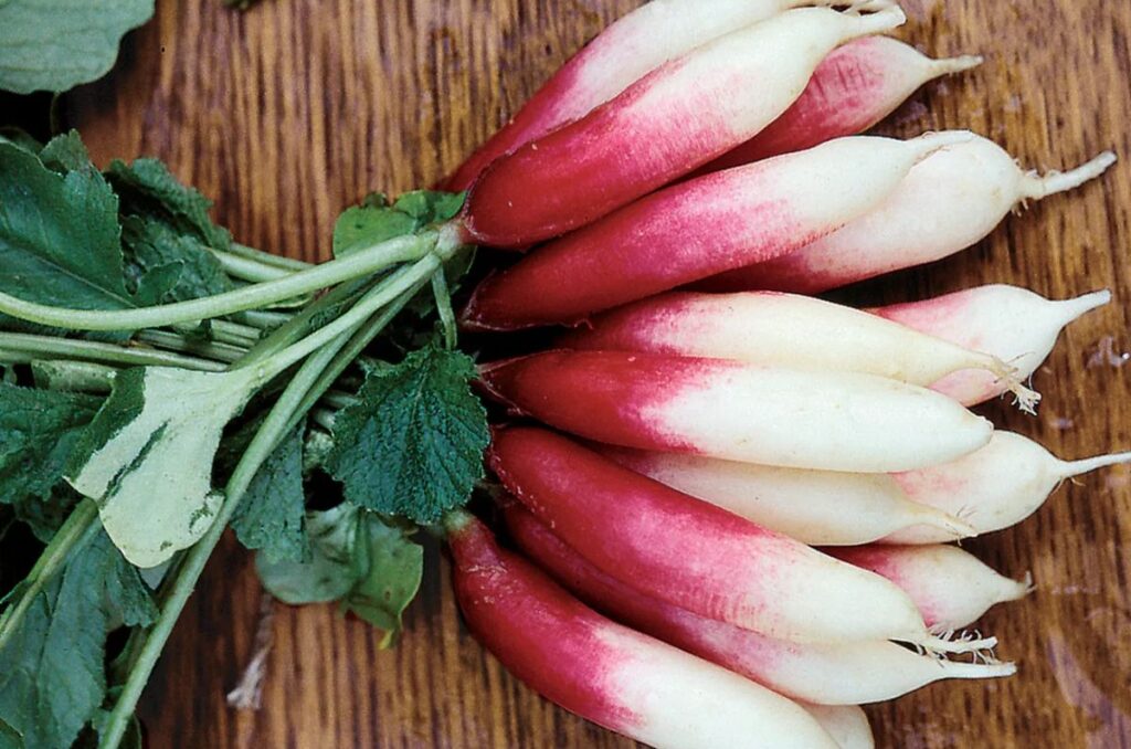 fire n ice radish variety