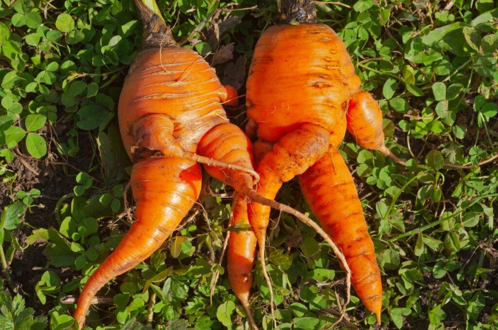 forked and misshapen carrots