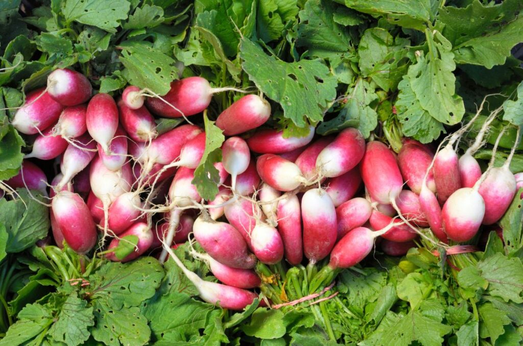 freshly harvested french breakfast radishes