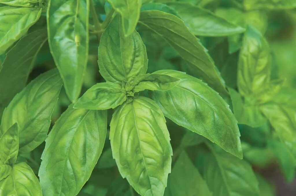 genovese basil variety