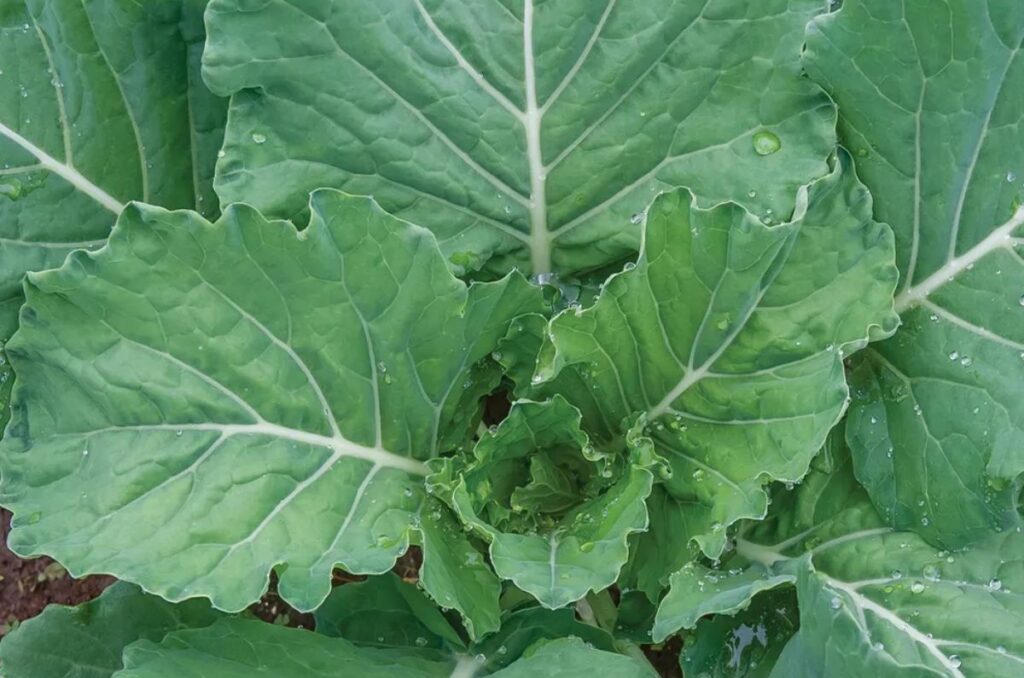 georgia collard greens variety