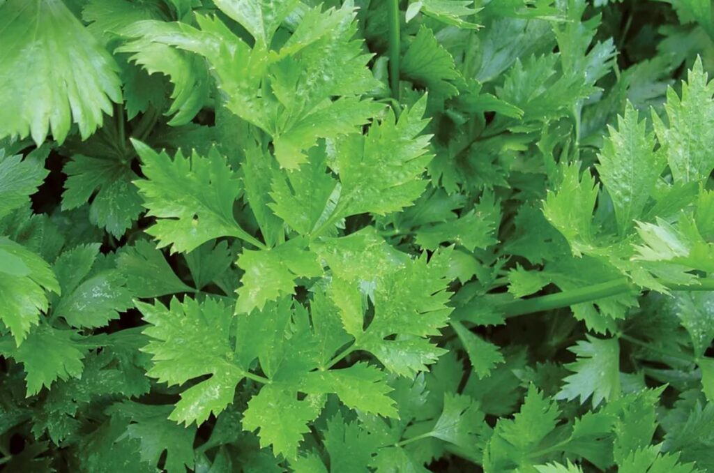 gigante d'italia parsley variety