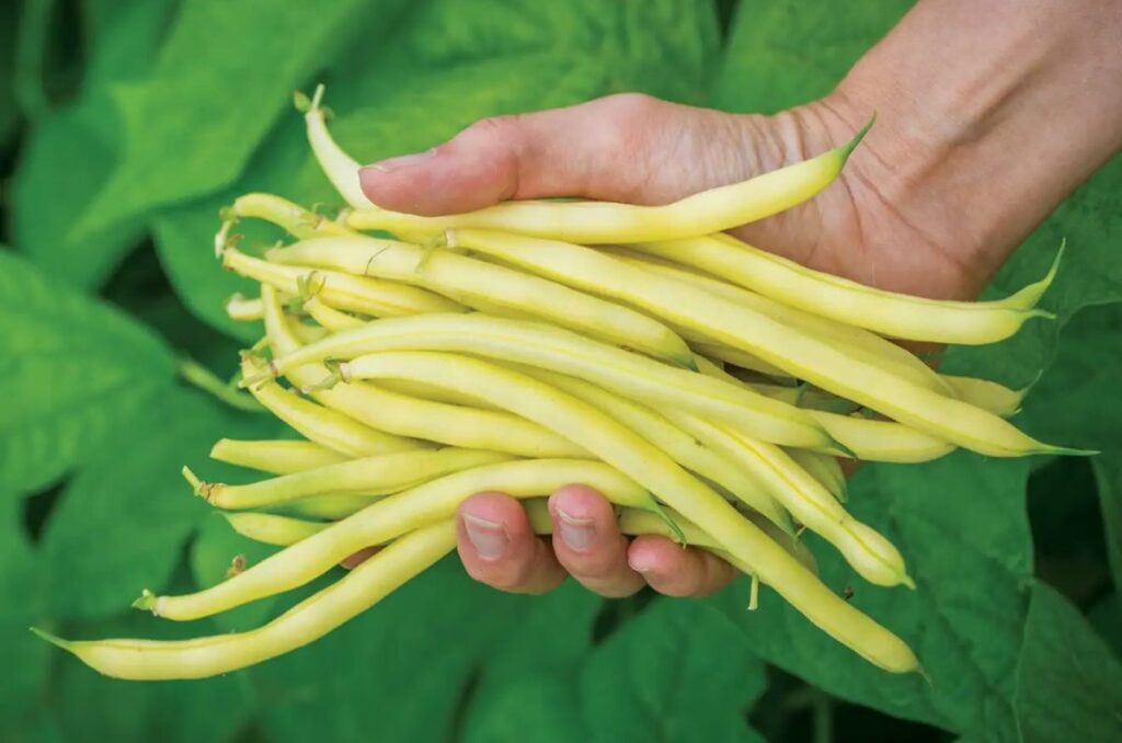 gold mine bush bean variety