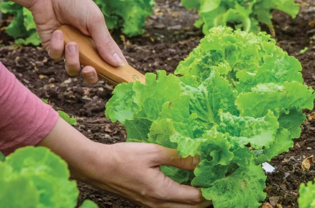 green ice lettuce variety