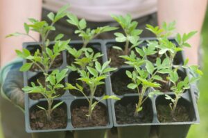 how to harden off seedlings