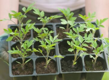 how to harden off seedlings