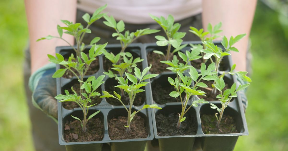 how to harden off seedlings