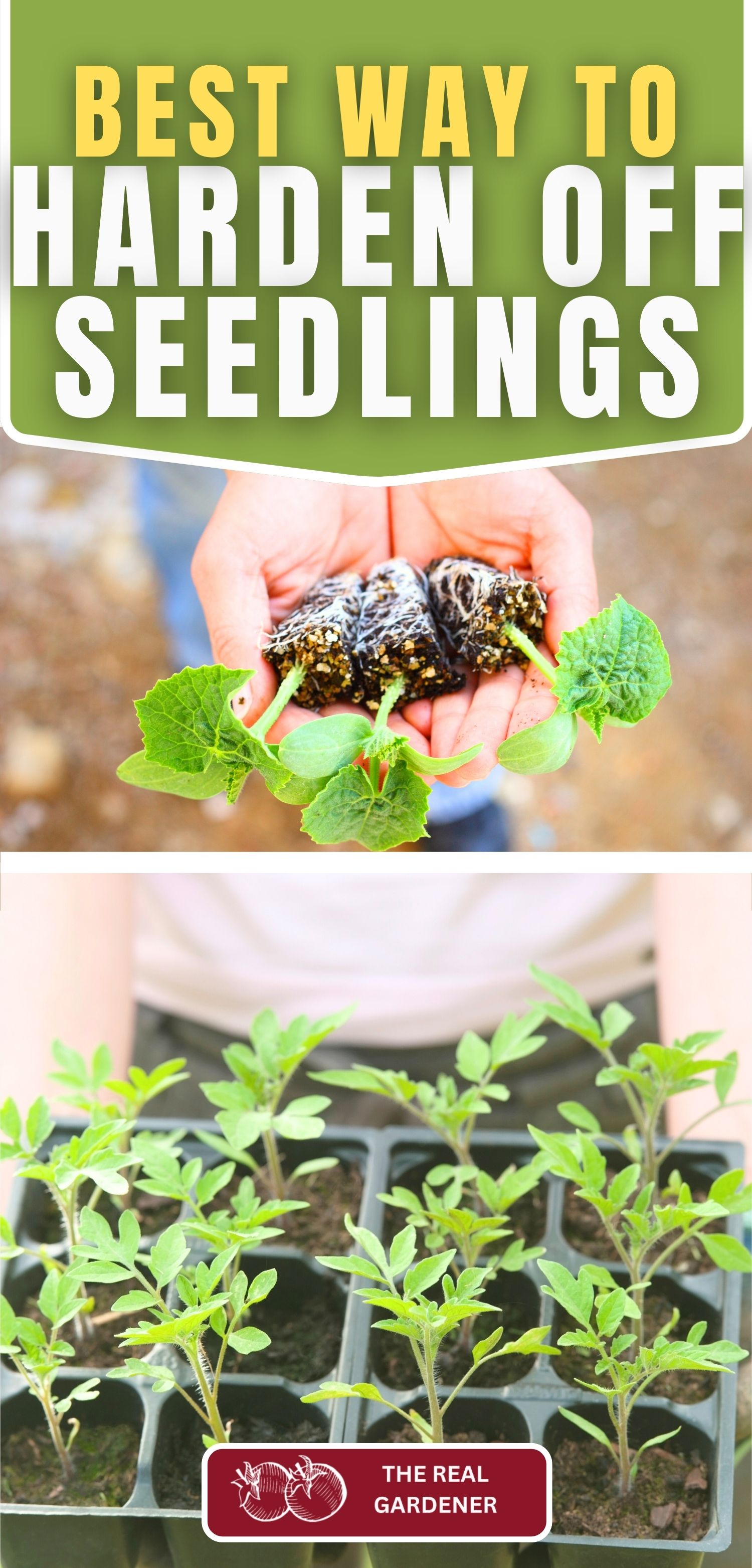 best way to harden off seedlings