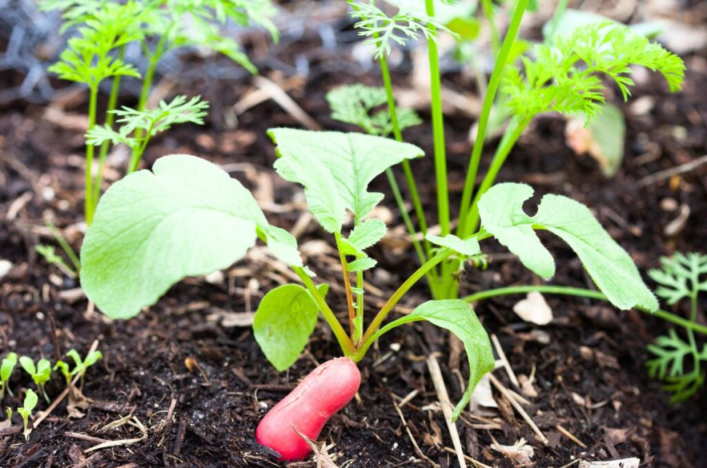 radish poking out of the soil ready to harvest